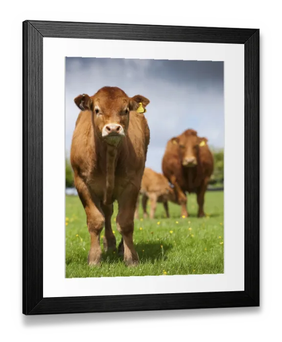 Framed Print : Limousin Cattle Print, Lancashire Farm Landscape Framed Print : Limousin Cattle Print, Lancashire Farm Landscape