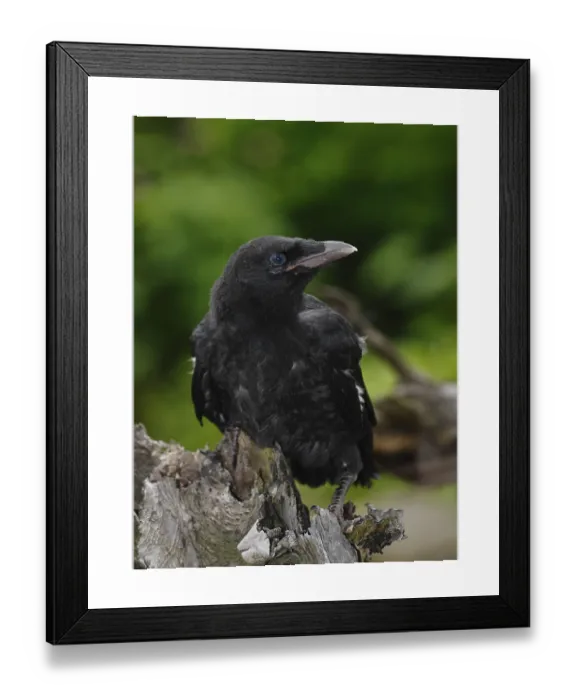 Framed Print : Carrion Crow (Corvus corone corone) Print Framed Print : Carrion Crow (Corvus corone corone) Print