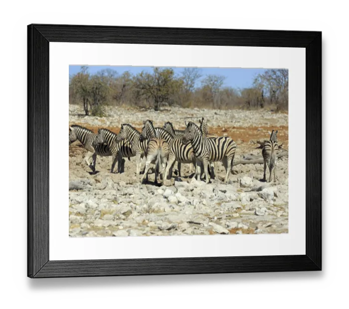 Framed Print : Zebras at Waterhole Print, Etosha National Park, Namibia Framed Print : Zebras at Waterhole Print, Etosha National Park, Namibia