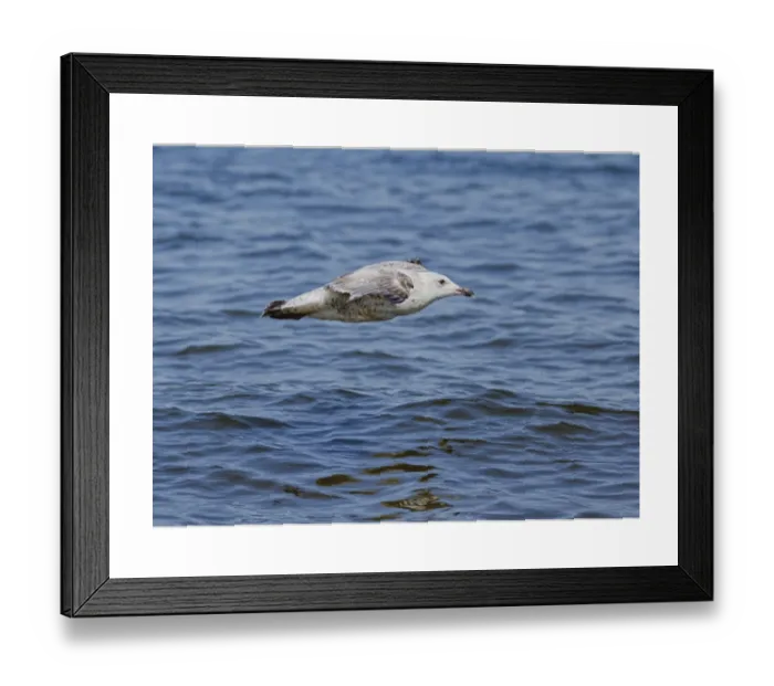 Framed Print : Juvenile Herring Gull in Gliding Position Print, Poland Framed Print : Juvenile Herring Gull in Gliding Position Print, Poland