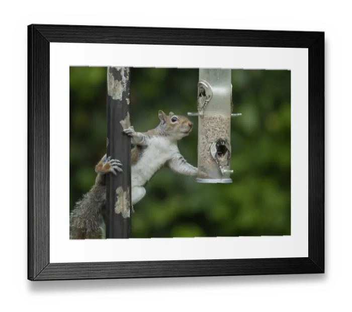 Framed Print : Grey Squirrel on Garden Bird Feeder Print, Suffolk, England Framed Print : Grey Squirrel on Garden Bird Feeder Print, Suffolk, England