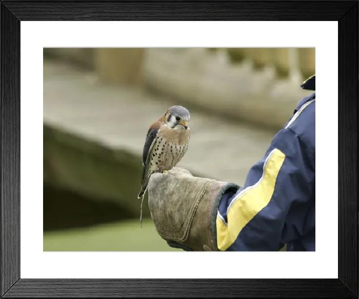 Framed Print : Coloured Falcon (Falco sparverius) Print Framed Print : Coloured Falcon (Falco sparverius) Print