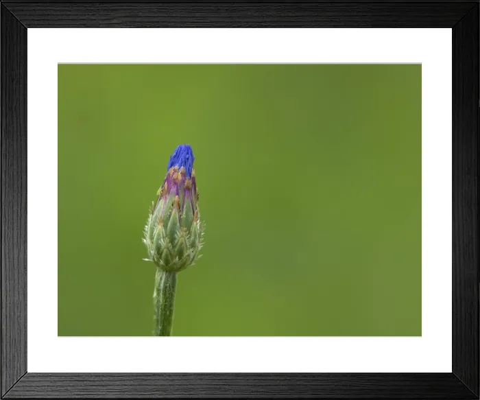 Framed Print : Common Cornflower Blue Wildflower Print, Suffolk England Framed Print : Common Cornflower Blue Wildflower Print, Suffolk England