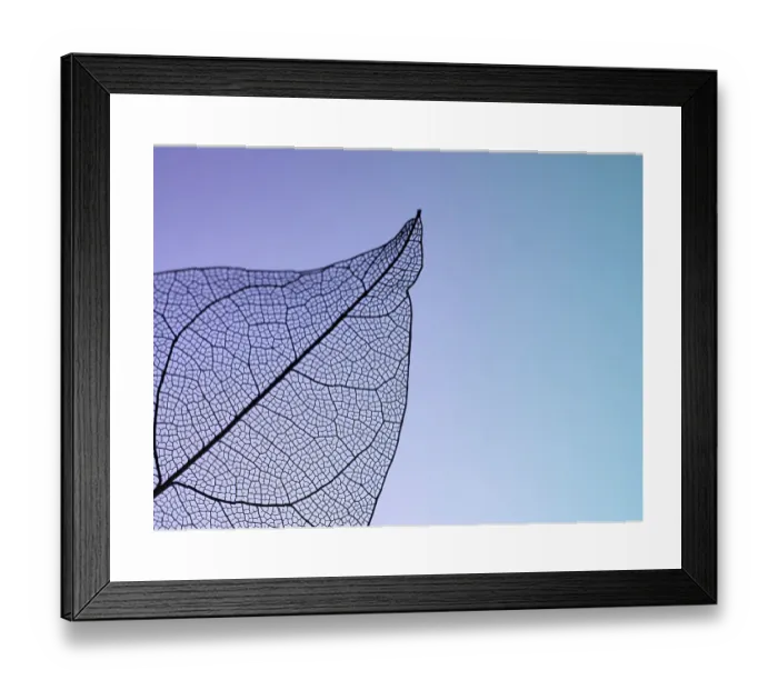 Framed Print : Delicate Leaf Skeleton Print: Nature's Intricate Patterns Framed Print : Delicate Leaf Skeleton Print: Nature's Intricate Patterns