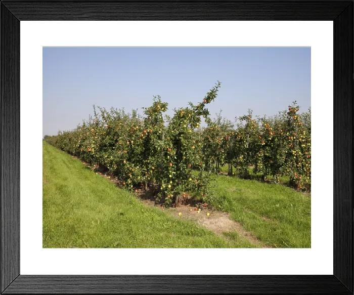 Framed Print : Altes Land Apple Trees Print, Germany Framed Print : Altes Land Apple Trees Print, Germany