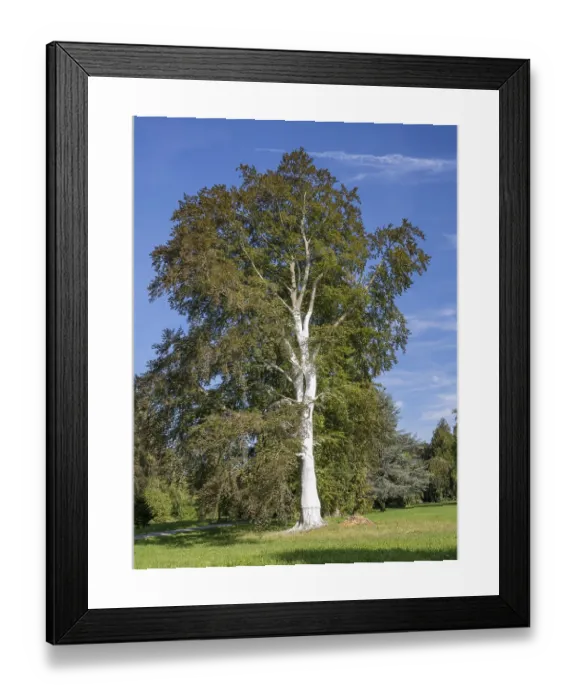 Framed Print : Limed Tree Trunk Print, Canton Thurgau, Switzerland Framed Print : Limed Tree Trunk Print, Canton Thurgau, Switzerland
