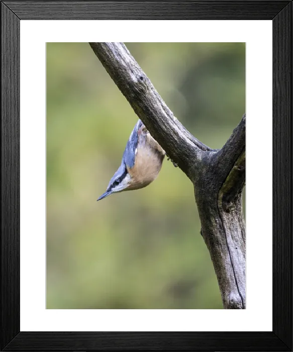 Framed Print : Eurasian Nuthatch Print, Emsland, Germany Framed Print : Eurasian Nuthatch Print, Emsland, Germany