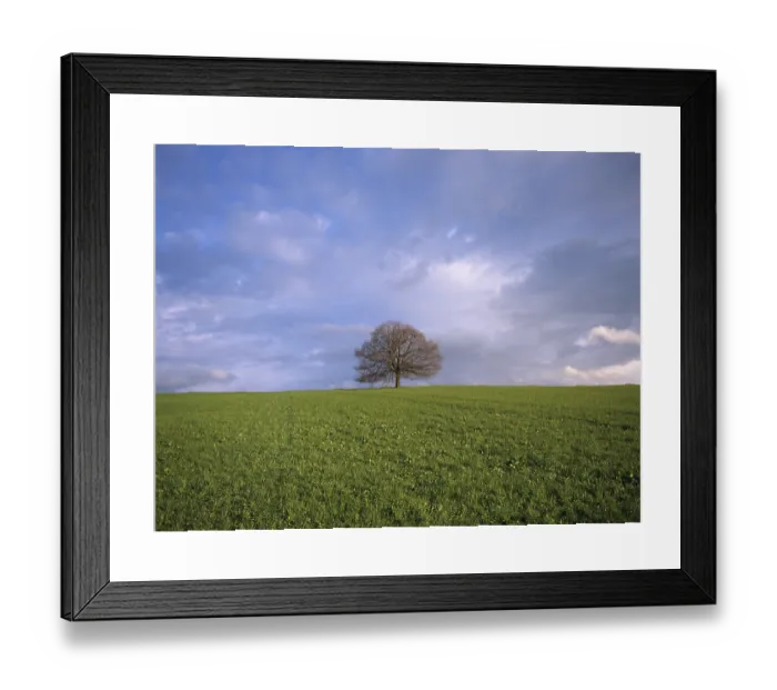 Framed Print : Solitary Lime Tree Print, Early Spring Framed Print : Solitary Lime Tree Print, Early Spring