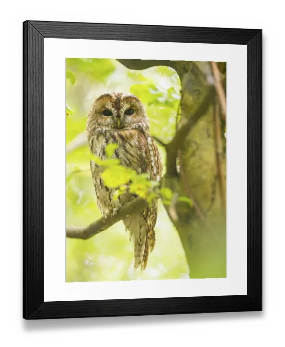 Framed Print : Tawny Owl Print, Bavaria, Germany Framed Print : Tawny Owl Print, Bavaria, Germany