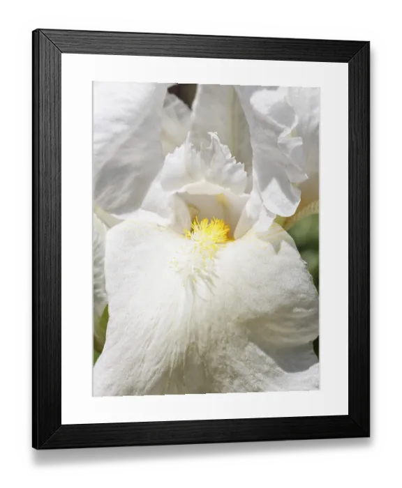 Framed Print : Beautiful Multicolored Iris Flower Print - Summer Bloom Framed Print : Beautiful Multicolored Iris Flower Print - Summer Bloom