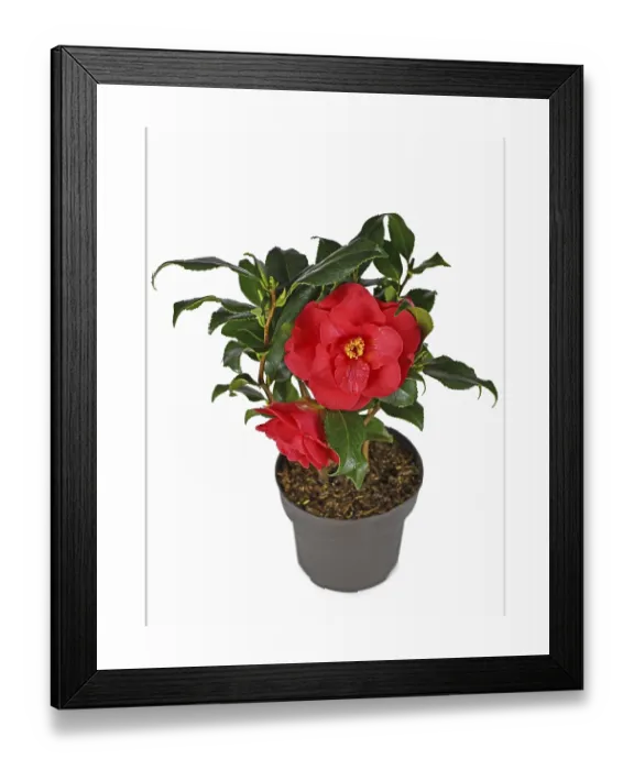 Framed Print : Blooming Red Camellia Japonica Print in White Pot