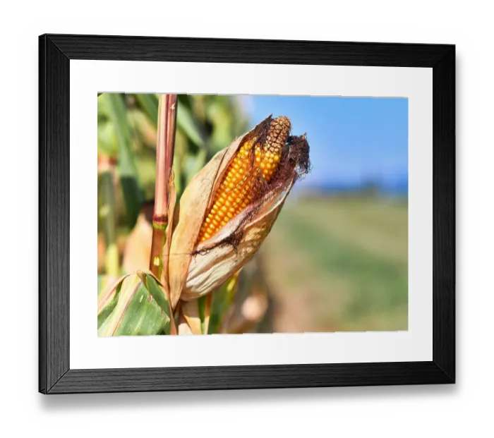 Framed Print : Print of ibxmob08620300 by imageBROKER Framed Print : Print of ibxmob08620300 by imageBROKER
