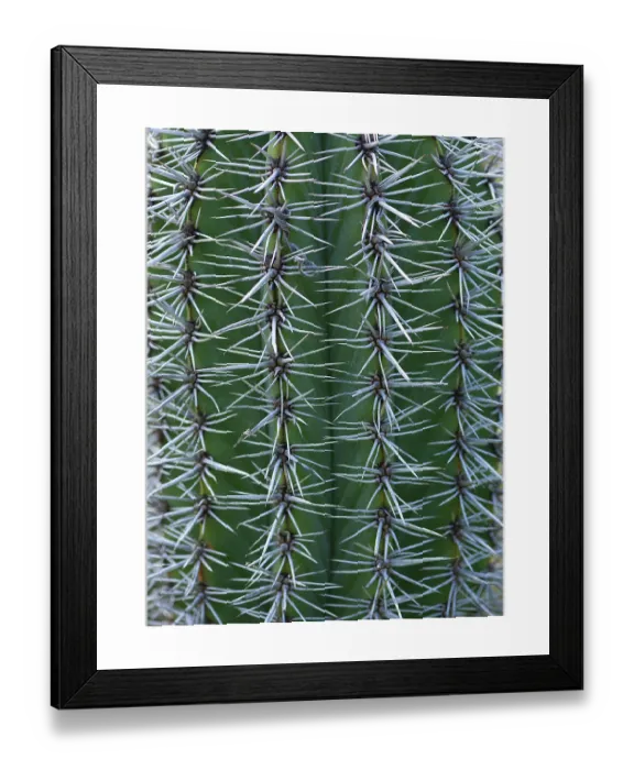 Framed Print : Mexican Giant Cardon Print, Botanical Garden Erlangen Framed Print : Mexican Giant Cardon Print, Botanical Garden Erlangen