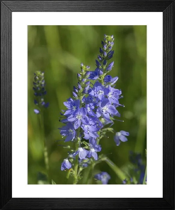 Framed Print : Austrian Broadleaf Speedwell Print, Bavaria, Germany Framed Print : Austrian Broadleaf Speedwell Print, Bavaria, Germany