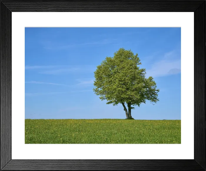 Framed Print : Print: Wind beech in dandelion meadow, Black Forest, Germany Framed Print : Print: Wind beech in dandelion meadow, Black Forest, Germany