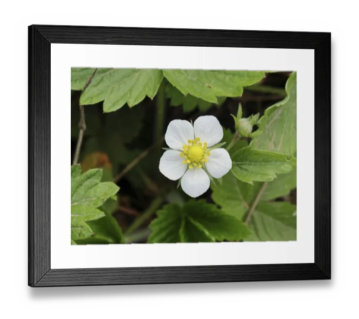 Framed Print : Wild Strawberry Print - Fragaria vesca in Bloom Framed Print : Wild Strawberry Print - Fragaria vesca in Bloom