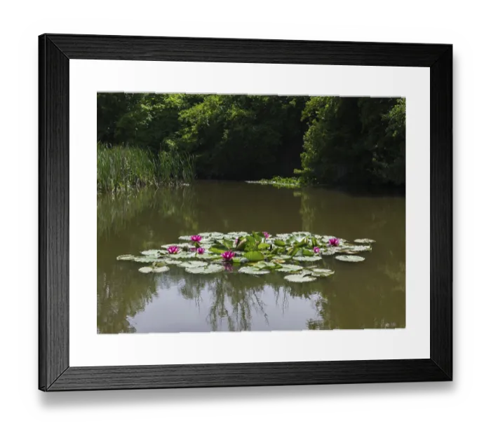 Framed Print : Water Lilies Print, Baden-Württemberg, Germany Framed Print : Water Lilies Print, Baden-Württemberg, Germany