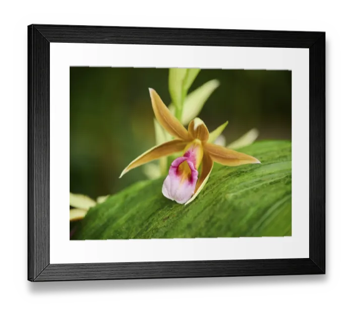 Framed Print : Greater Swamp-orchid Print in Bavaria Greenhouse