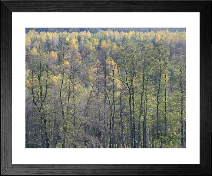 Framed Print : Autumn Forest Print, Arnsberger Wald Nature Park, Germany Framed Print : Autumn Forest Print, Arnsberger Wald Nature Park, Germany