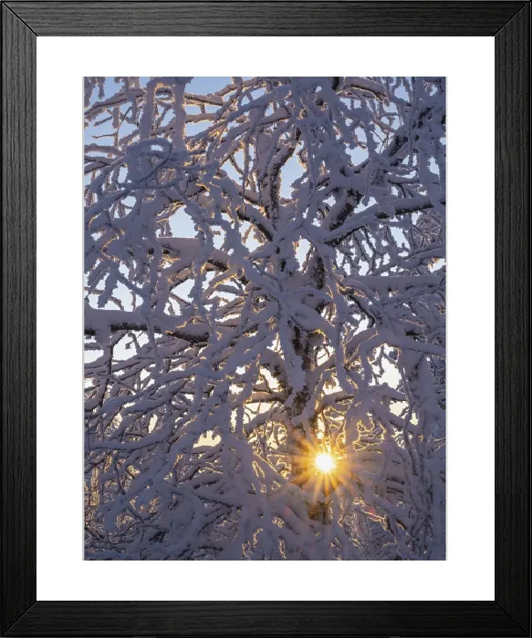 Framed Print : Snowy Birch Tree Print, Norrbotten, Lapland, Sweden Framed Print : Snowy Birch Tree Print, Norrbotten, Lapland, Sweden