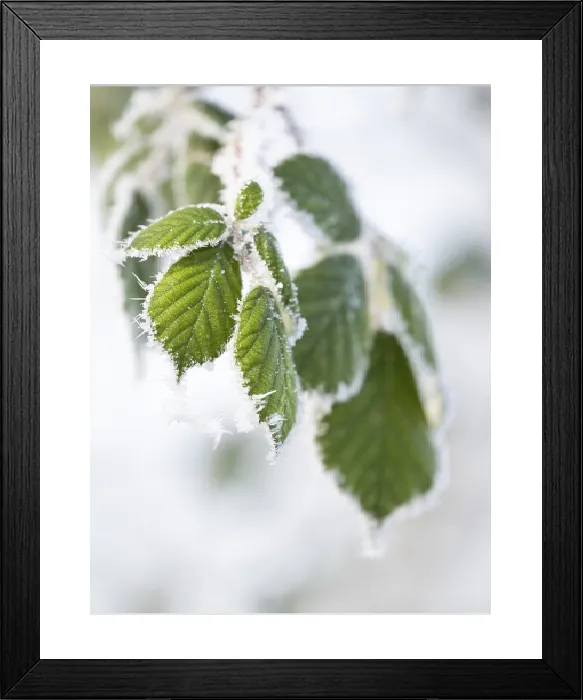 Framed Print : Blackberry Leaves with Hoarfrost Print, Thuringia, Germany Framed Print : Blackberry Leaves with Hoarfrost Print, Thuringia, Germany
