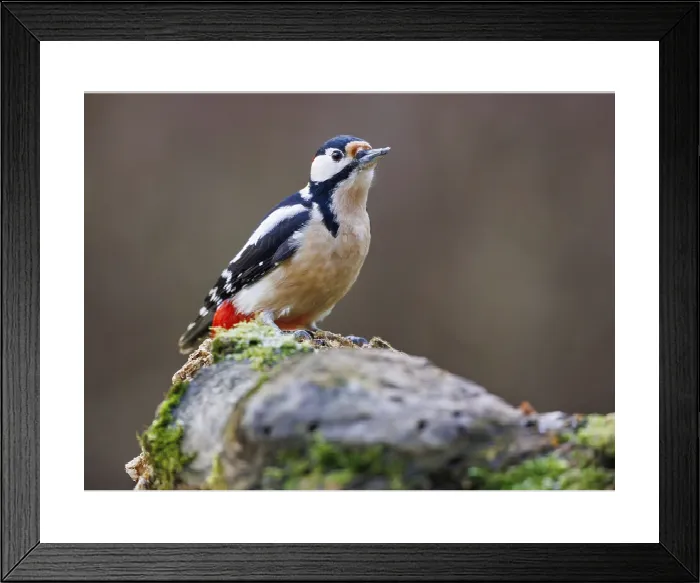 Framed Print : Great Spotted Woodpecker Print, Germany