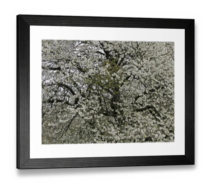 Framed Print : Kirschbaum in Hagen a.T.W Print Framed Print : Kirschbaum in Hagen a.T.W Print
