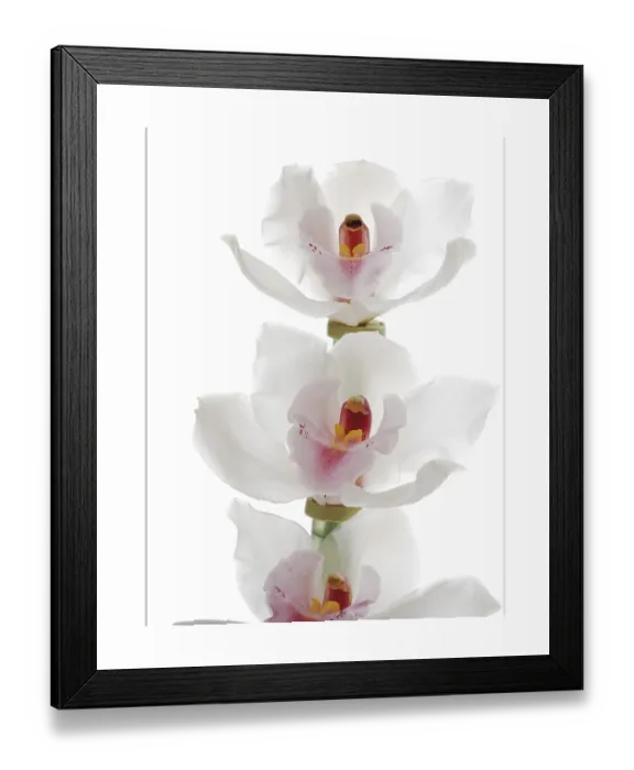Framed Print : White Orchids Print - Exotic Blooms in Full Bloom Framed Print : White Orchids Print - Exotic Blooms in Full Bloom