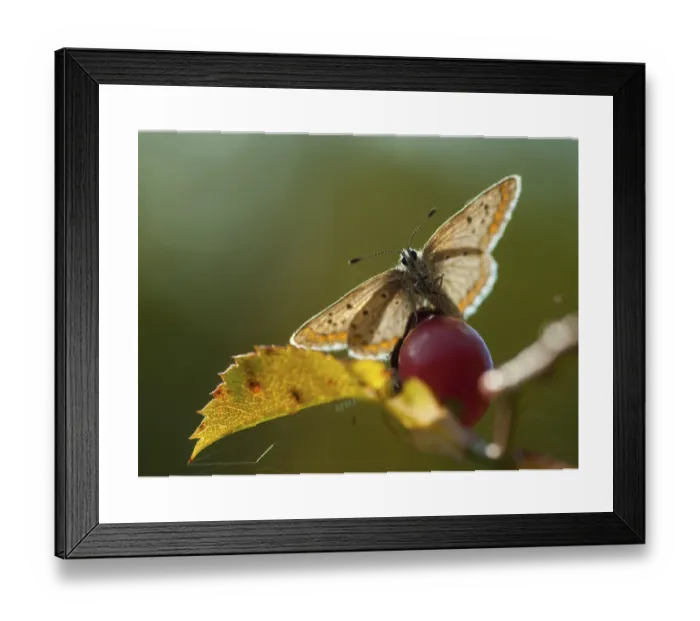 Framed Print : Female Common Blue Butterfly Print Framed Print : Female Common Blue Butterfly Print