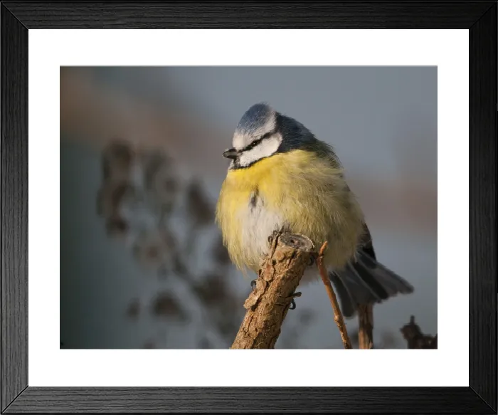 Framed Print : Blue Tit Print - Parus caeruleus Framed Print : Blue Tit Print - Parus caeruleus