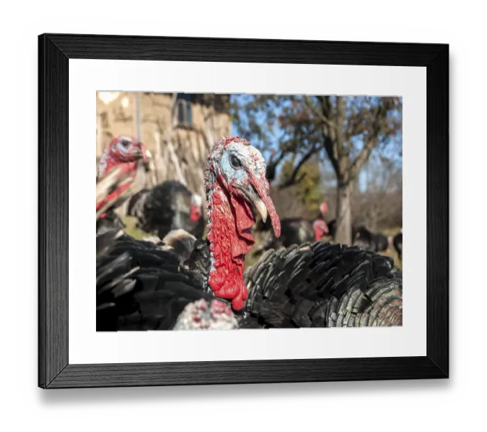Framed Print : Free Range Domestic Turkey Head Print Framed Print : Free Range Domestic Turkey Head Print