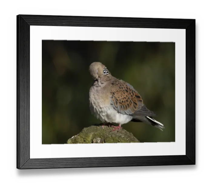 Framed Print : European Turtle Dove Print Framed Print : European Turtle Dove Print