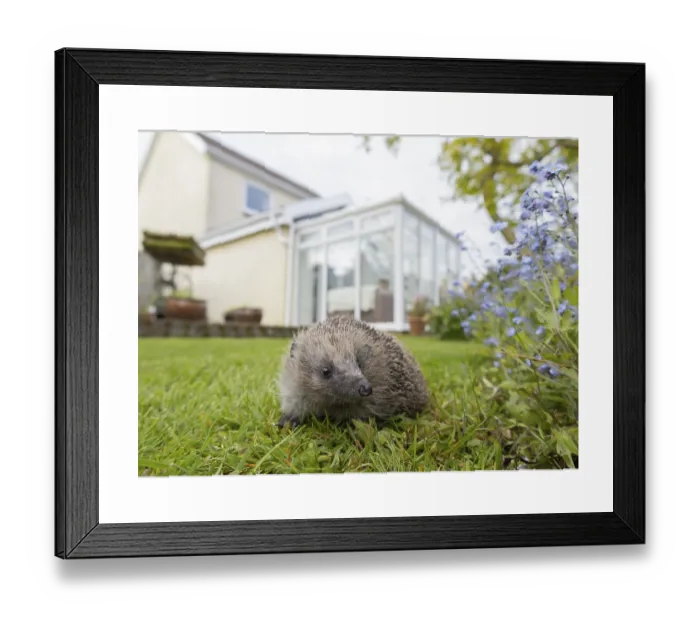 Framed Print : European Hedgehog Print Framed Print : European Hedgehog Print