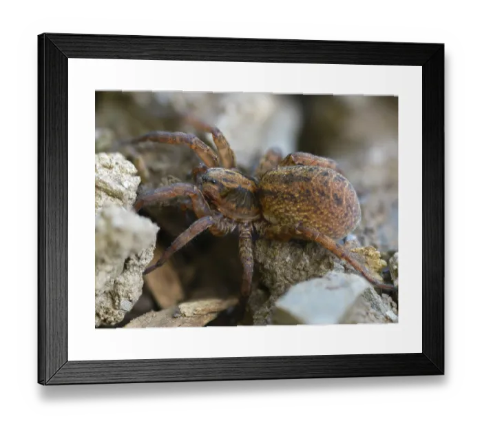 Framed Print : Trochosa terricola Print Framed Print : Trochosa terricola Print