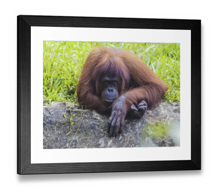 Framed Print : Orangutan Print from Sumatra, Indonesia Framed Print : Orangutan Print from Sumatra, Indonesia