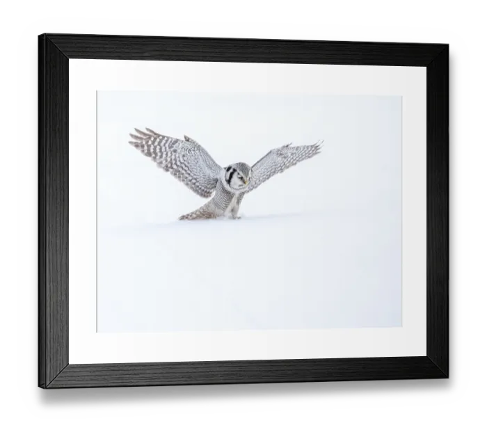 Framed Print : Northern Hawk Owl Print: Kuusamo, Finland Winter Scene Framed Print : Northern Hawk Owl Print: Kuusamo, Finland Winter Scene