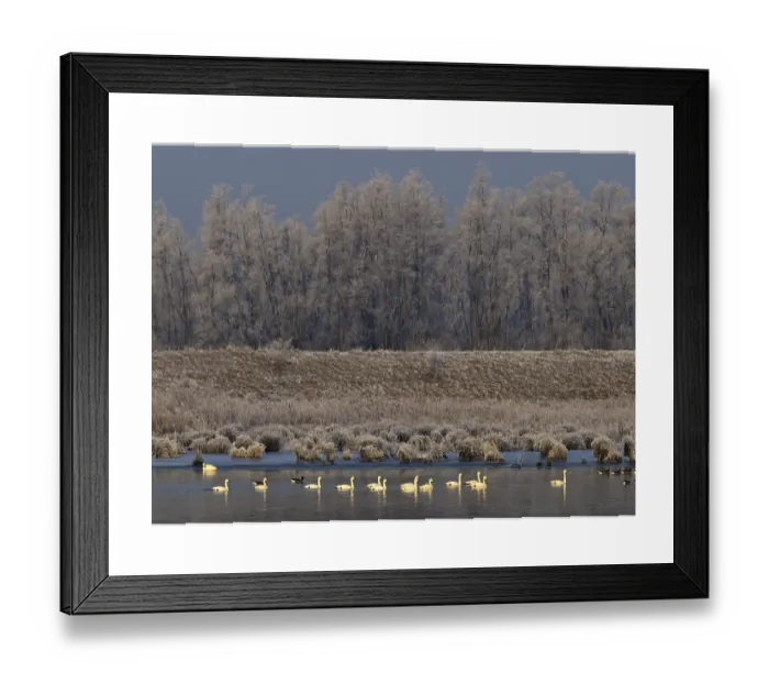 Framed Print : Bewick's Swan Print, Overwintering Cygnus bewickii