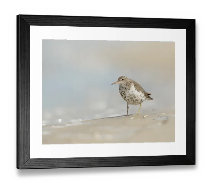 Framed Print : Spotted Sandpiper Print on Beach Framed Print : Spotted Sandpiper Print on Beach