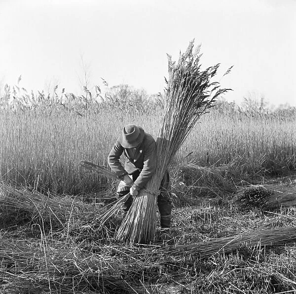 Reed cutting, Norfolk AA98_07731