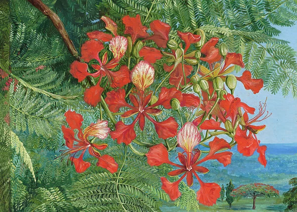 343. Foliage and Flowers of a Madagascar tree at Singapore