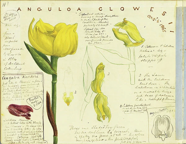 Anguloa clowesii (Tulip orchid), 1866