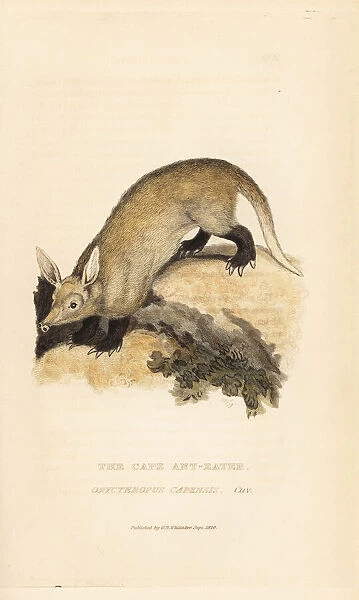 Aardvark, Orycteropus afer