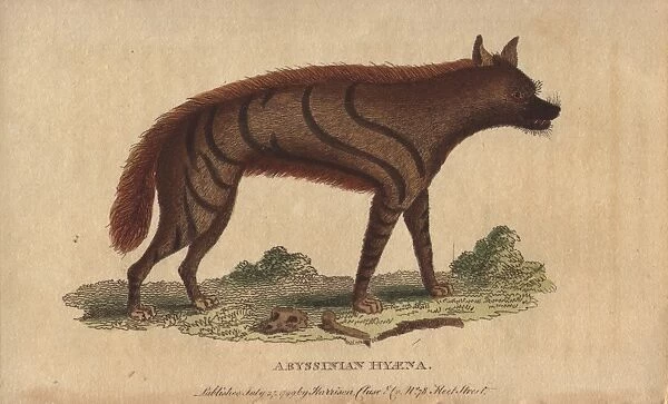 Abyssinian hyena, Hyaena aethiopicus