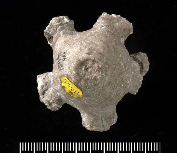 Actinocrinites sp. a fossil crinoid