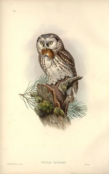 Aegolius funereus, Tengmalms owl