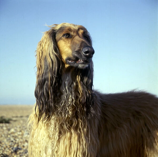 Afghan hound with wet fur on a beach