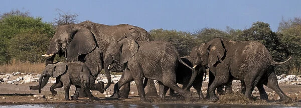 African Bush  /  Savanna Elephant - group at Klein