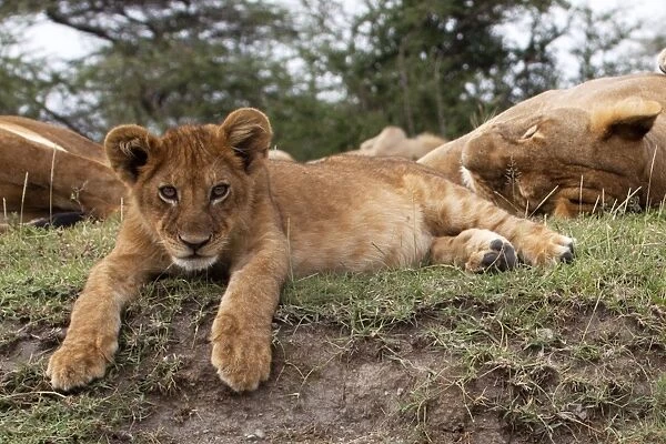 African Lion - cub lying down alert whilst adults