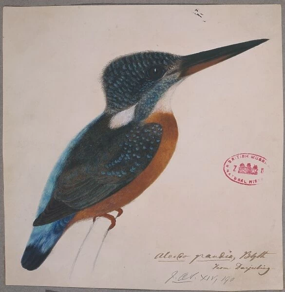 Alcedo hercules, great blue kingfisher