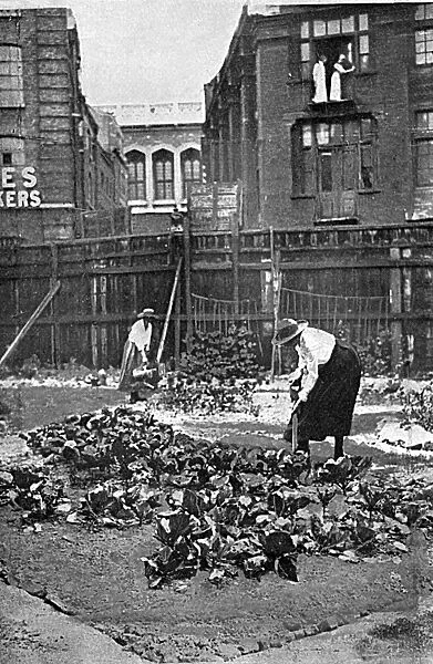 Allotments in Fleet Street, London, WW1